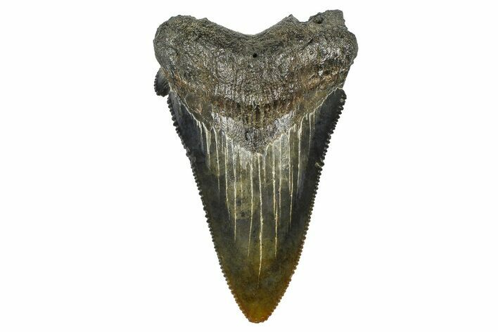 Serrated Angustidens Tooth - Megalodon Ancestor #370065